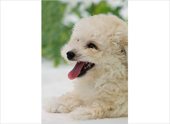 写真：かわいいわんちゃんのスタジオ撮影