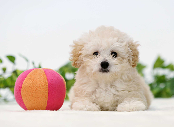 写真：かわいいわんちゃんのスタジオ撮影