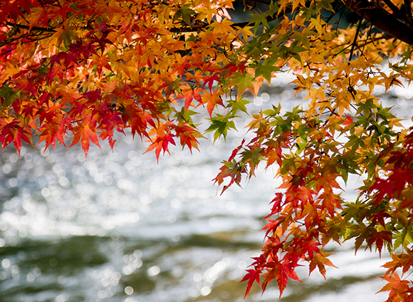 写真：紅葉