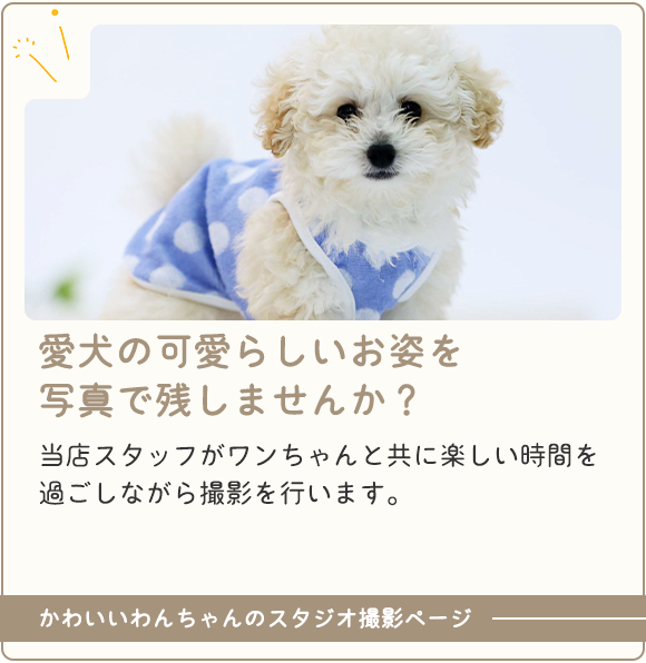 愛犬の可愛らしいお姿を写真で残しませんか？当店スタッフがワンちゃんと共に楽しい時間を過ごしながら撮影を行います。かわいいわんちゃんのスタジオ撮影ページ